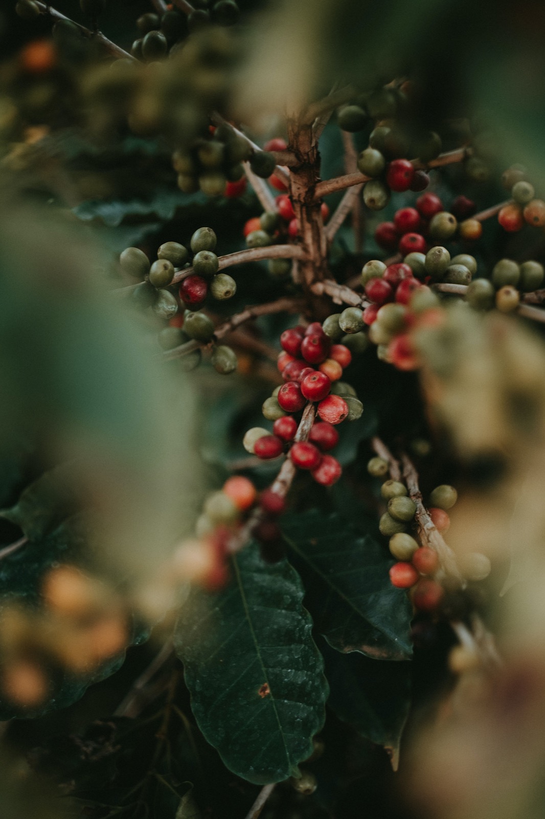 coffee plant