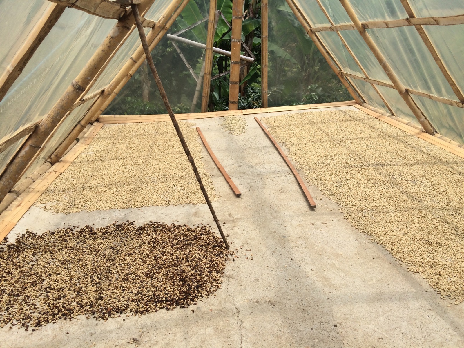 drying coffee