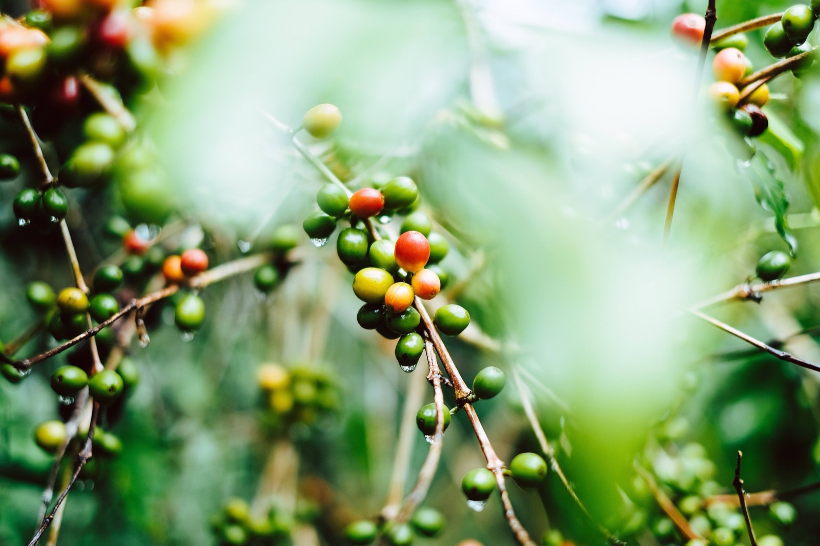 coffee cherries