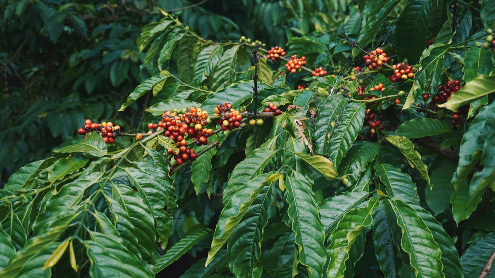 coffee plant